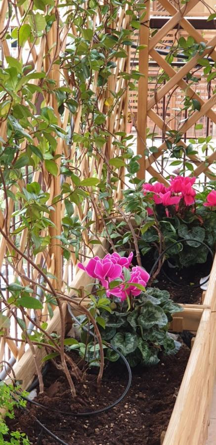 In Terrazza Da Giusy Bed & Breakfast โรม ภายนอก รูปภาพ